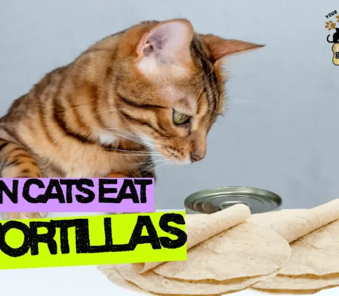 Can Cats Eat Tortillas? Vet-Approved Facts That Will Surprise You!