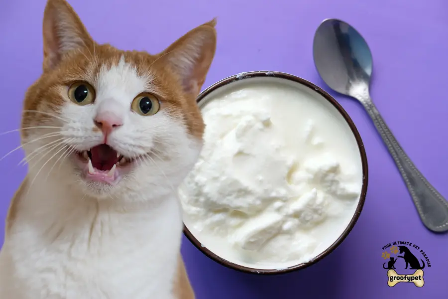 can cats eat yogurt vanilla