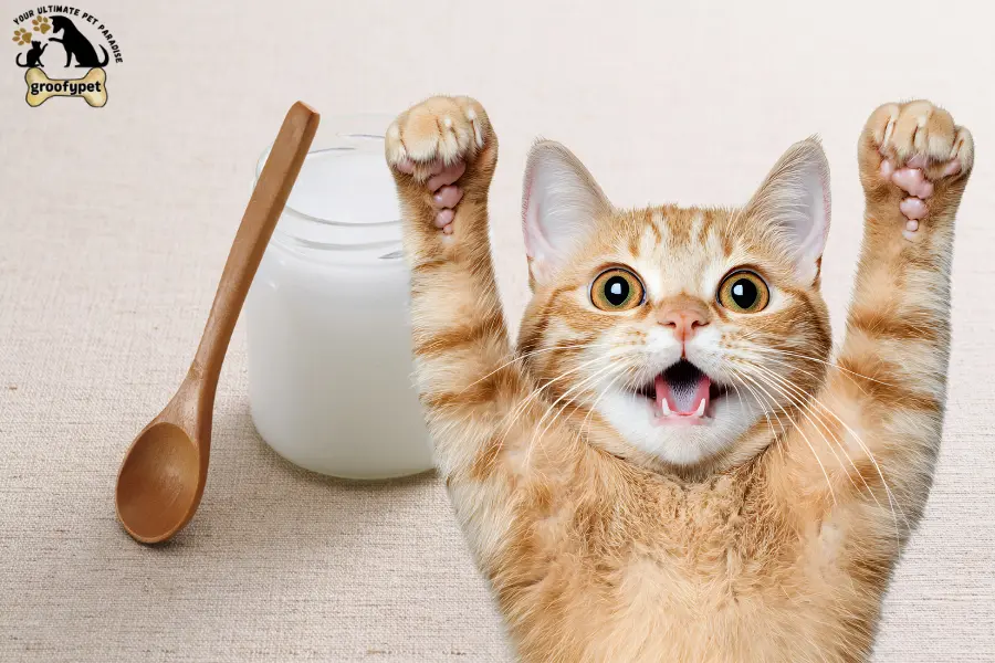 can cats eat yogurt vanilla
