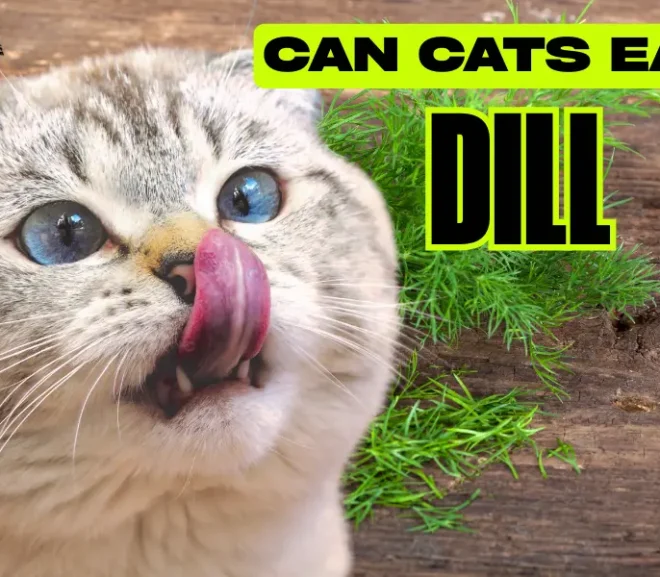 Can Cats Eat Dill? The Simple Answer That Will Ease Your Worries!