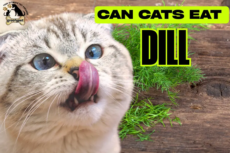 can cats eat dill