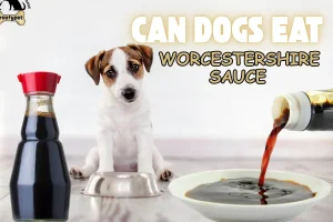 can dogs eat worcestershire sauce