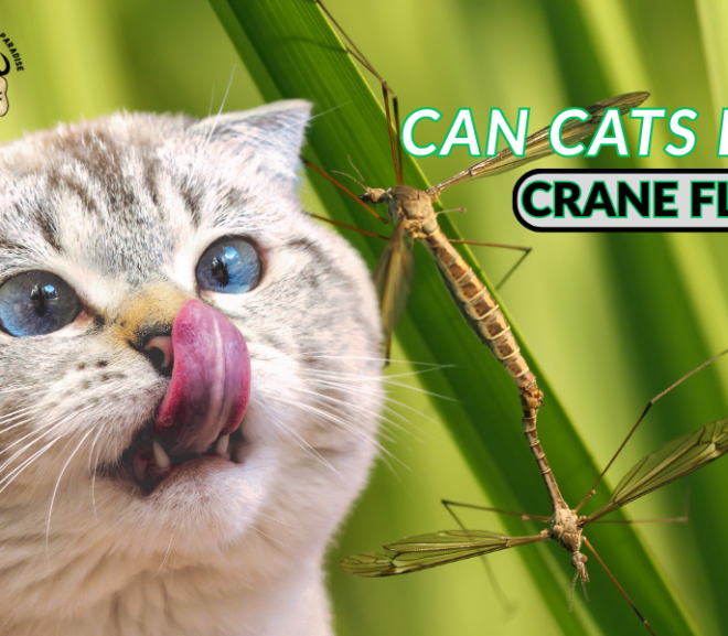 Can Cats Eat Crane Flies? The Risky Habit You Should Stop Now!