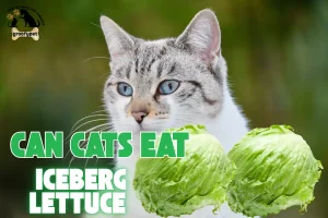 can cats eat iceberg lettuce