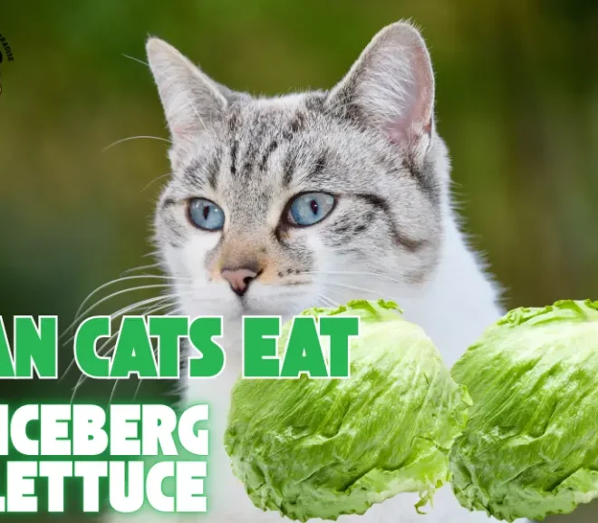 Can Cats Eat Iceberg Lettuce? Discover the Surprising Benefits and Risks!