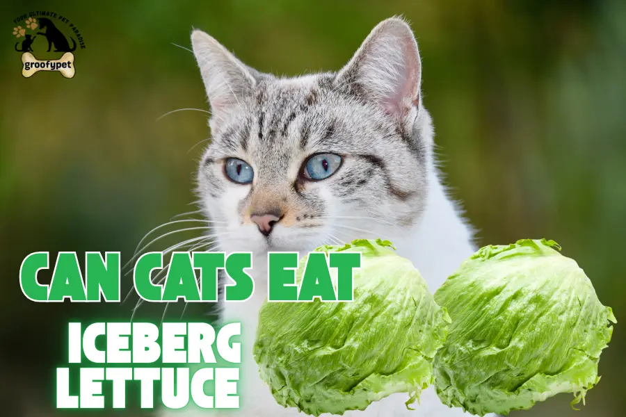 can cats eat iceberg lettuce