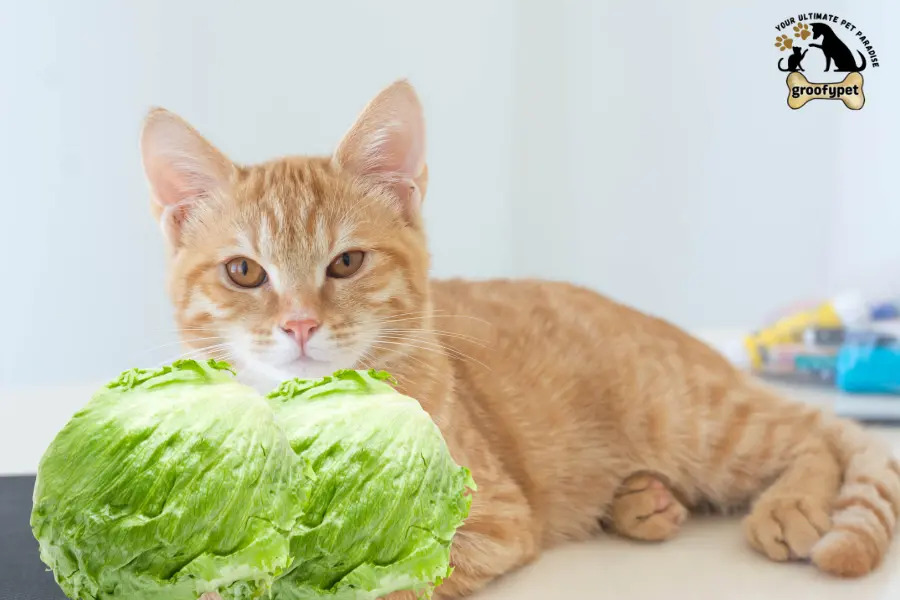 can cats eat iceberg lettuce