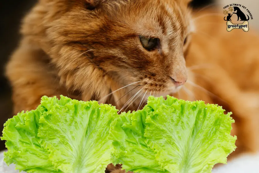 can cats eat iceberg lettuce
