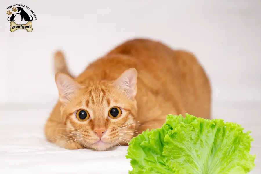 can cats eat iceberg lettuce