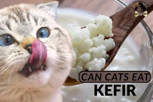 can cats eat kefir