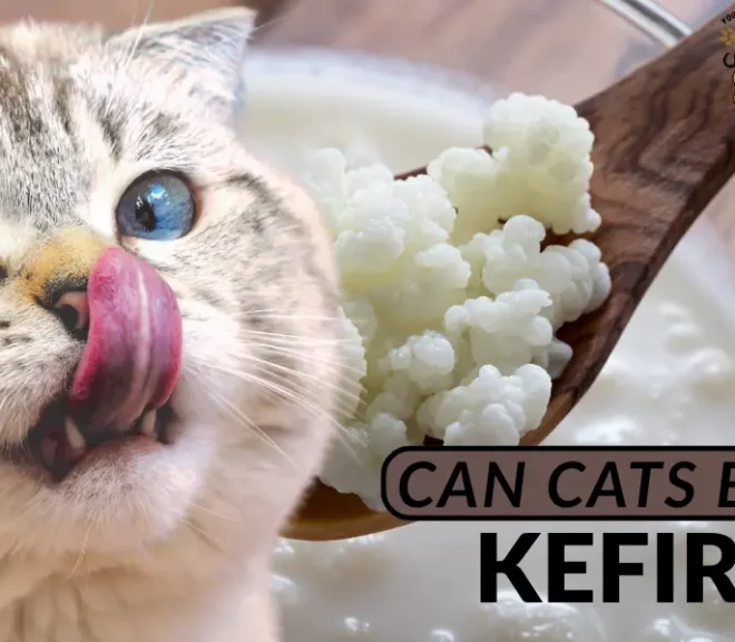 Can Cats Eat Kefir? The Must-Read Guide to Keeping Your Cat Safe and Strong!