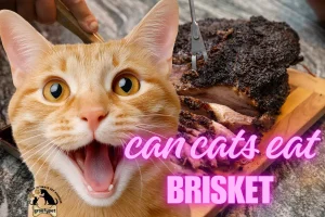 can cats eat brisket