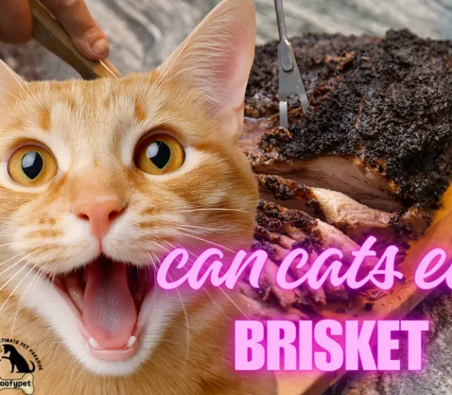 Can Cats Eat Brisket? The Scary Side Effects You Can’t Ignore!
