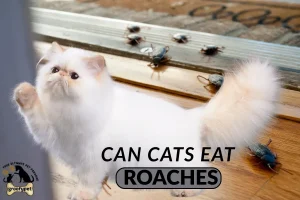 can cats eat roaches