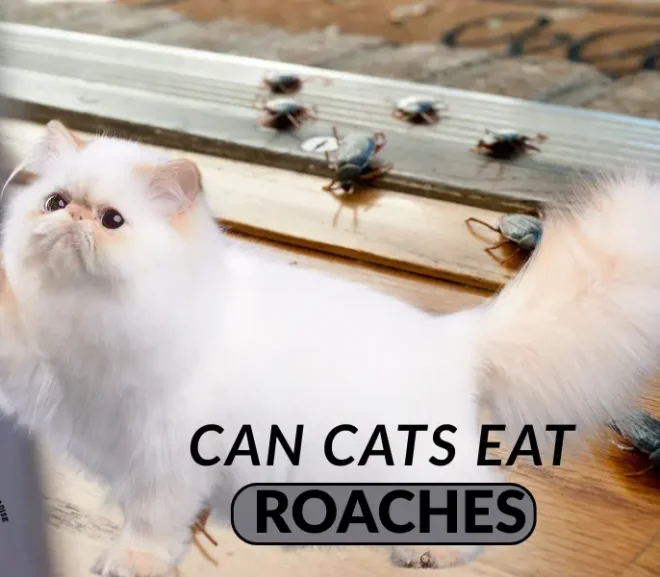 Can Cats Eat Roaches? Shocking Risks and Safe Alternatives!
