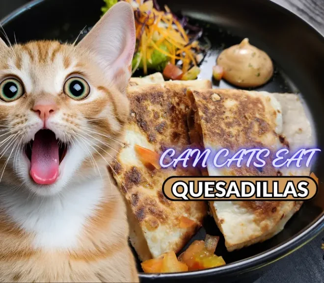 Can Cats Eat Quesadillas? The Scary Side Effects You Should Never Ignore!