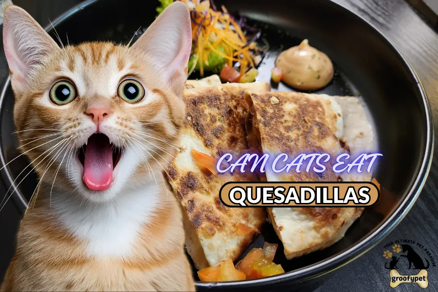 can cats eat quesadillas