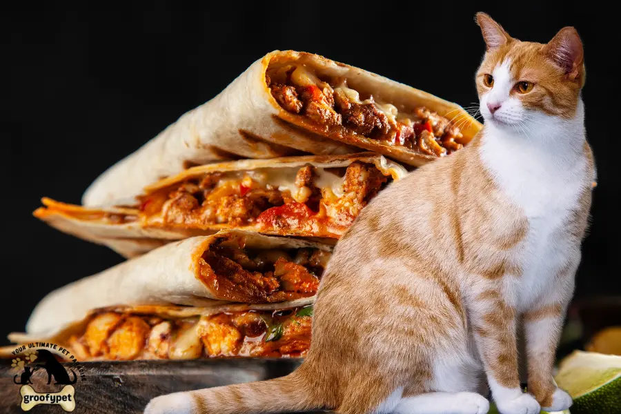can cats eat quesadillas