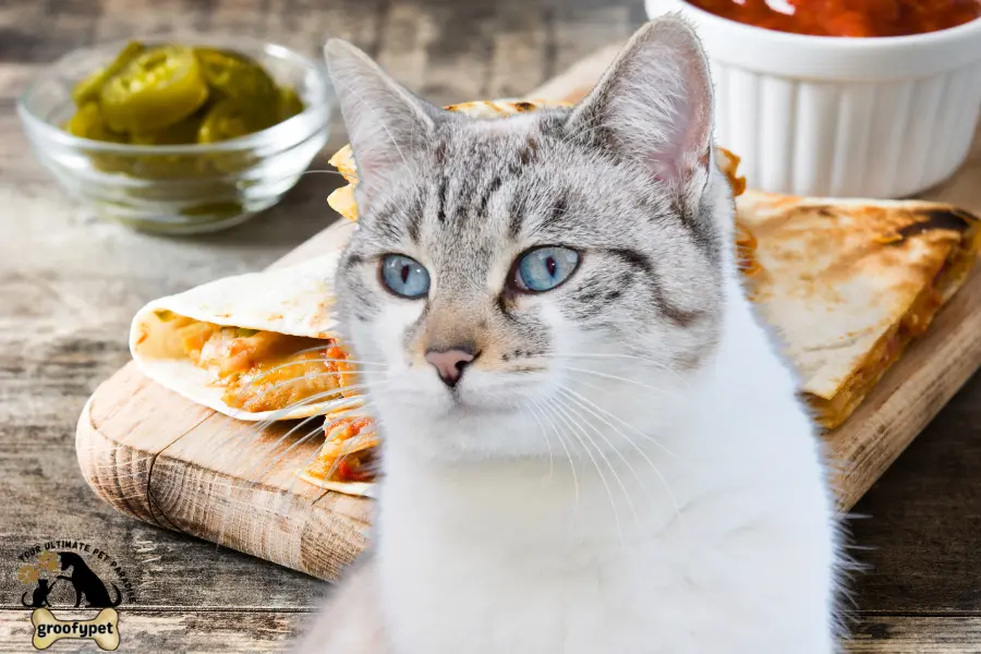 can cats eat quesadillas