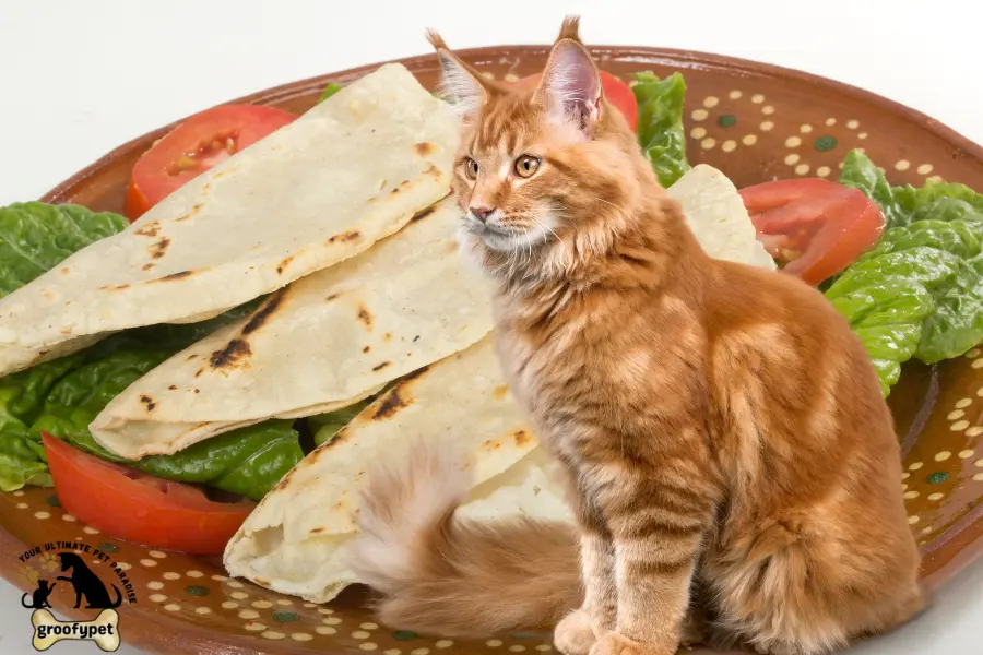 can cats eat quesadillas