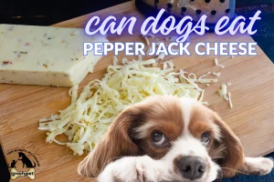 can dogs eat pepper jack cheese