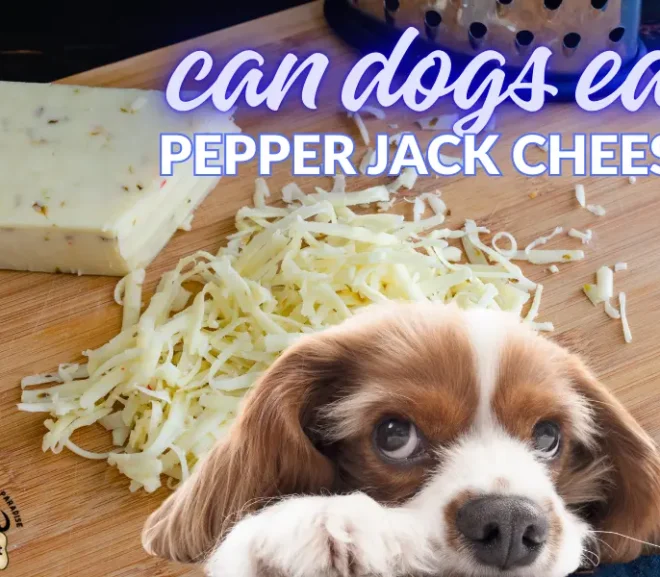 Can Dogs Eat Pepper Jack Cheese or Is It a Dangerous Mistake?