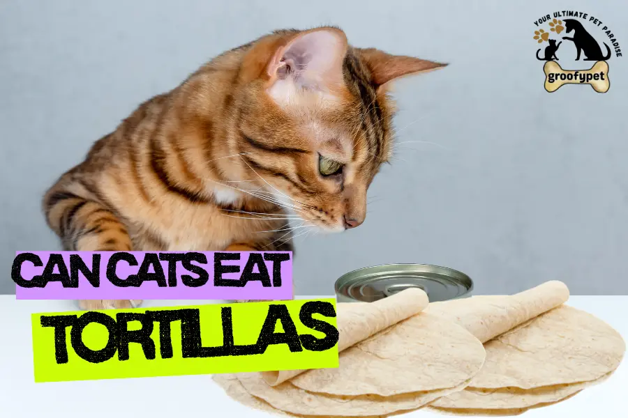 can cats eat tortillas