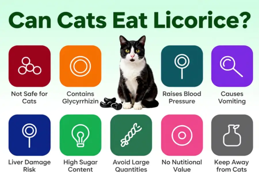 can cats eat licorice
