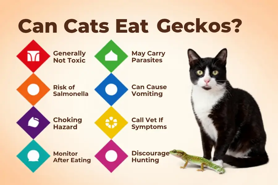 Can Cats Eat Geckos