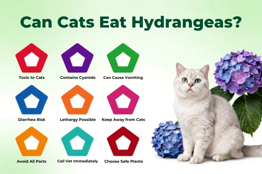Can Cats Eat Hydrangeas