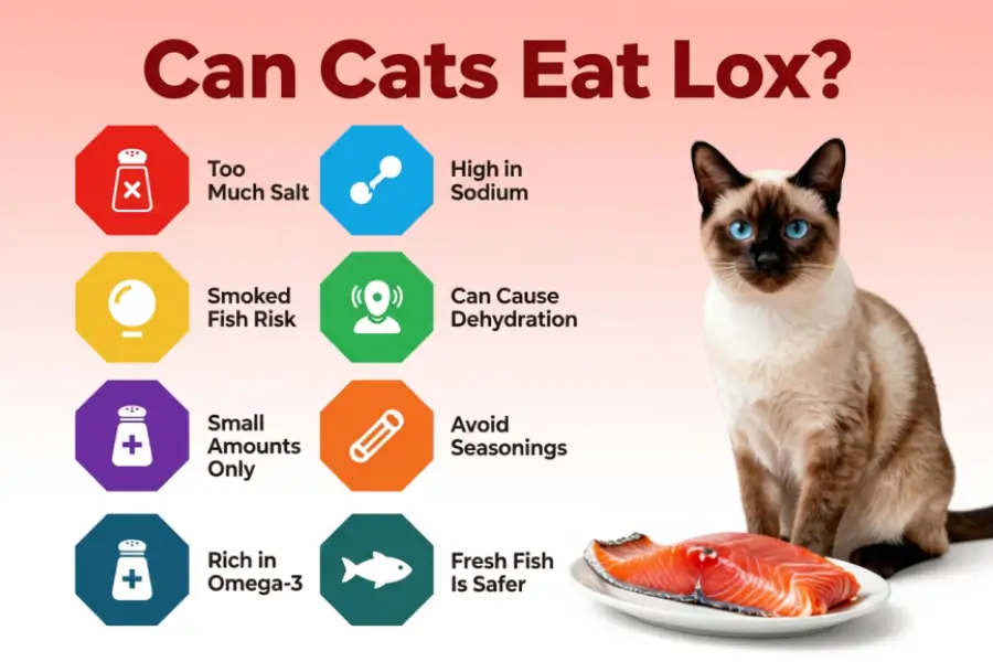 Can Cats Eat Lox 