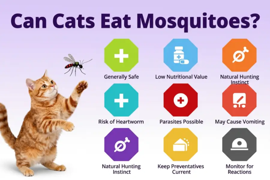 Can Cats Eat Mosquitoes