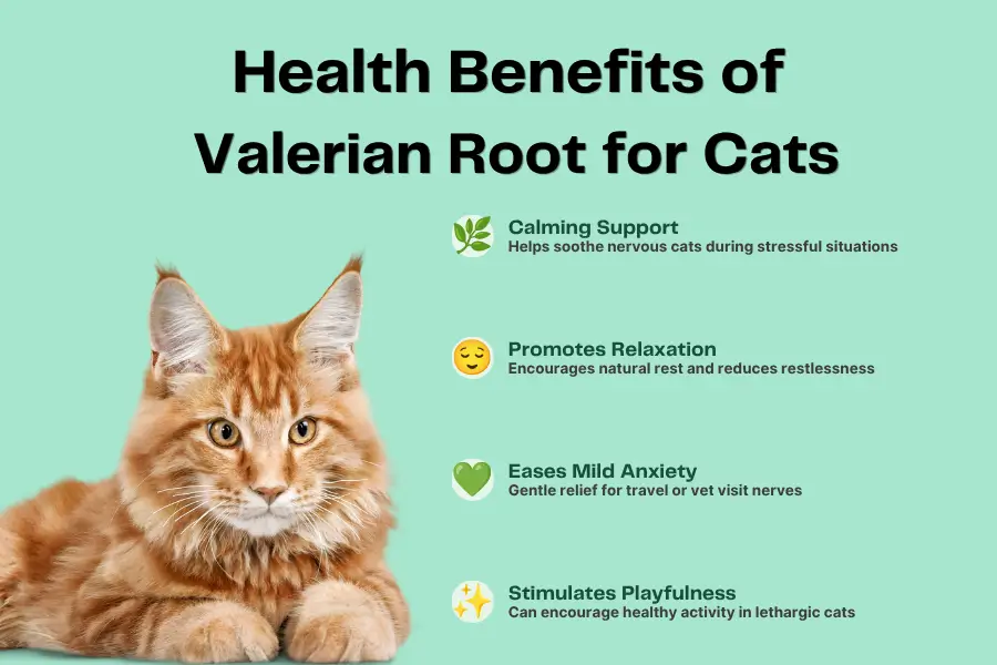 Can Cats Eat Valerian Root