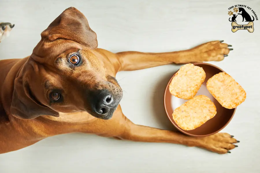 can dogs eat hash browns