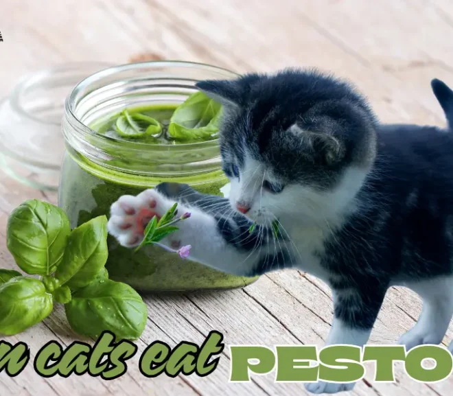Can Cats Eat Pesto? The Startling Facts That Could Harm Your Cat!