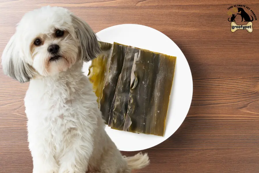 can dogs eat kelp