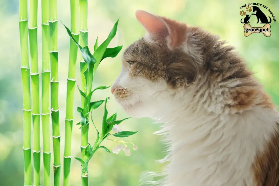 can cats eat lucky bamboo