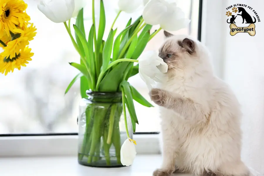 can cats eat lucky bamboo