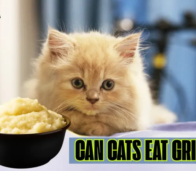 Can Cats Eat Grits? The Surprising Answer That May Save Your Cat Health!