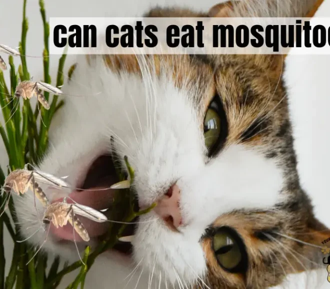 Can Cats Eat Mosquitoes? Protect Your Feline with This Essential Guide!
