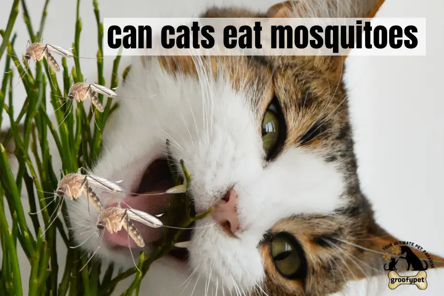 can cats eat mosquitoes