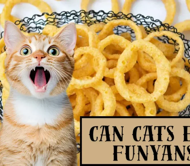 Can Cats Eat Funyuns? Discover the Startling Risks Behind This Snack!