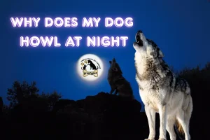 why does my dog howl at night