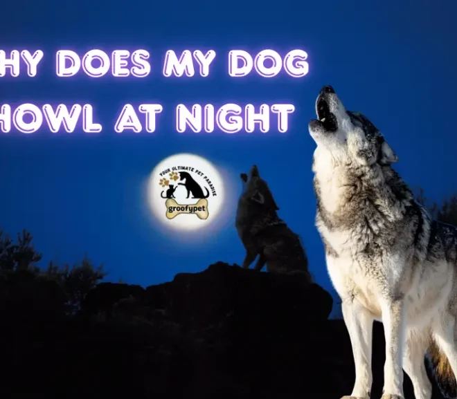Why Does My Dog Howl at Night? Powerful Insights Every Pet Parent Needs!