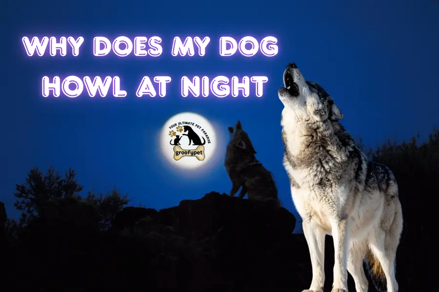 why does my dog howl at night