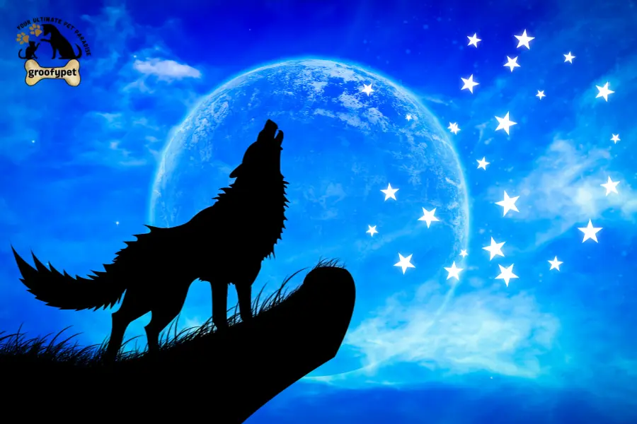 why does my dog howl at night