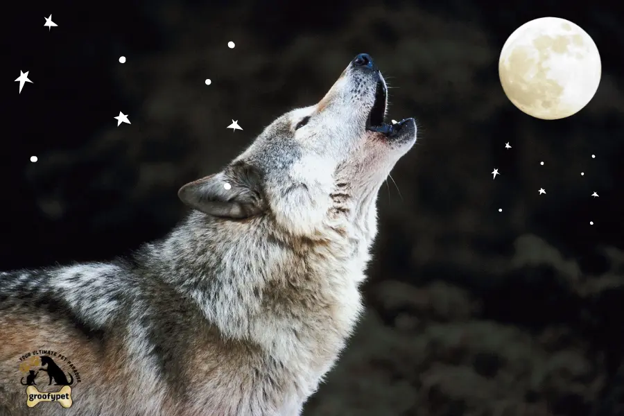 why does my dog howl at night