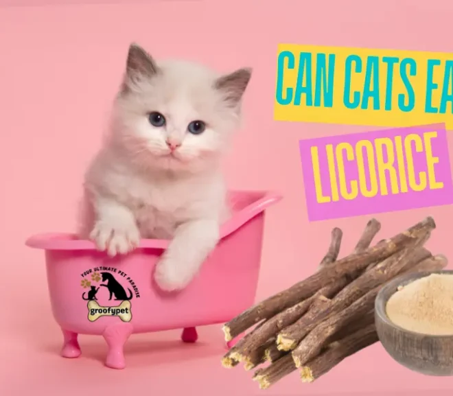 Can Cats Eat Licorice? Important Facts Every Pet Parent Overlooks!