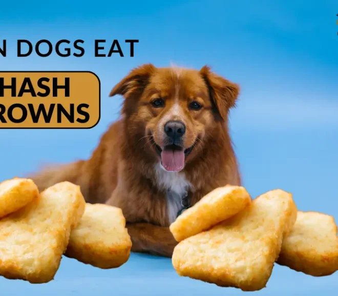 Can Dogs Eat Hash Browns? Safe Snack or Silent Danger!