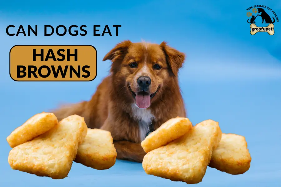 can dogs eat hash browns
